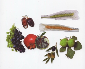 cut outs of seven species 