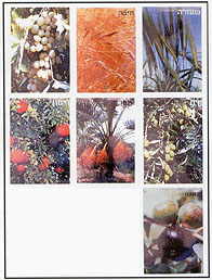 7 Ha Minim (The 7 Species) Picture Set