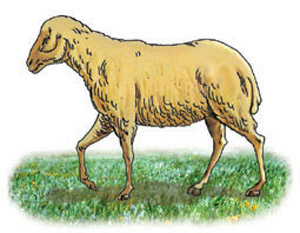 Life-like Lamb as Used for the Sacrifice